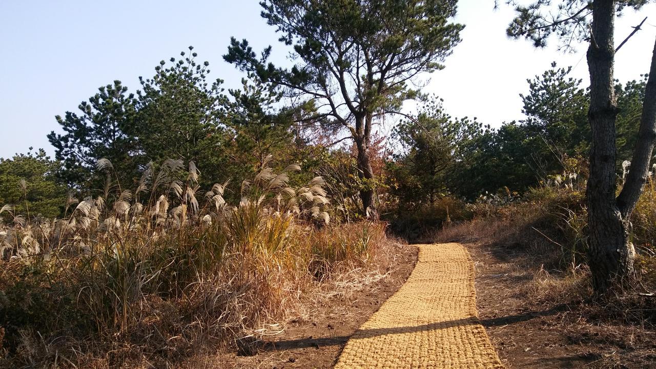 Jeju Youth Hostel Luaran gambar